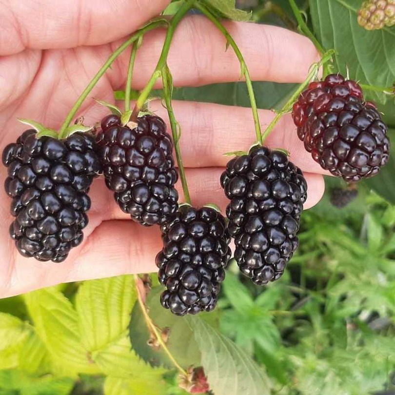 Vadszder - Földi szeder - Rubus fruticosus